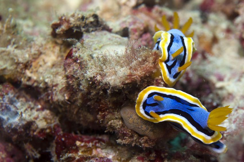 Nudibranch Center