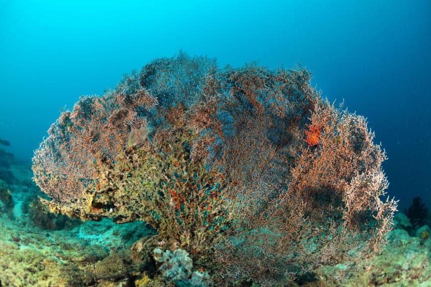Coral Garden (Tioman)