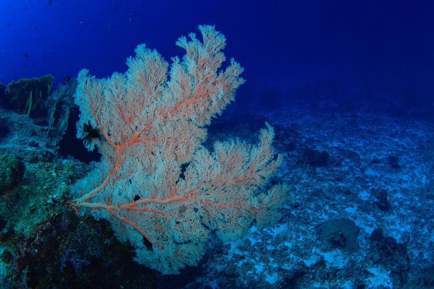 Gorgonian forest