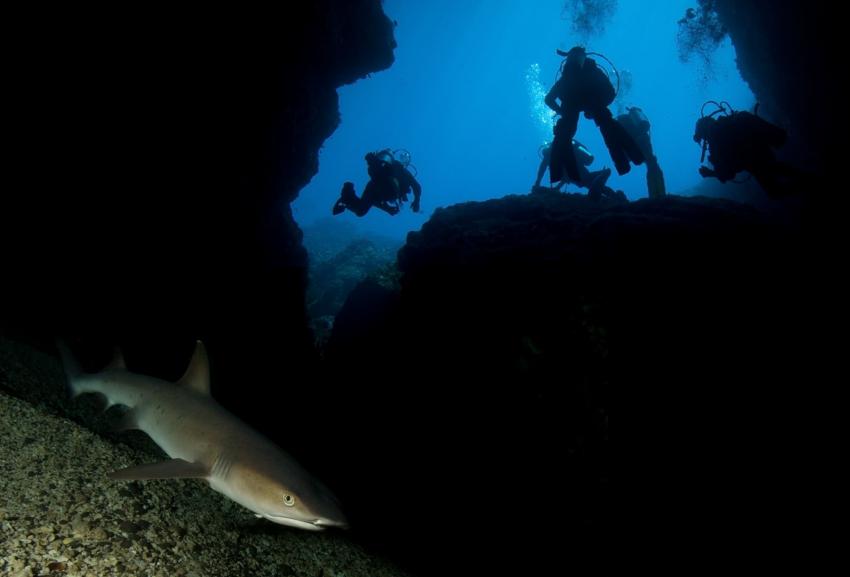 Sharks cave