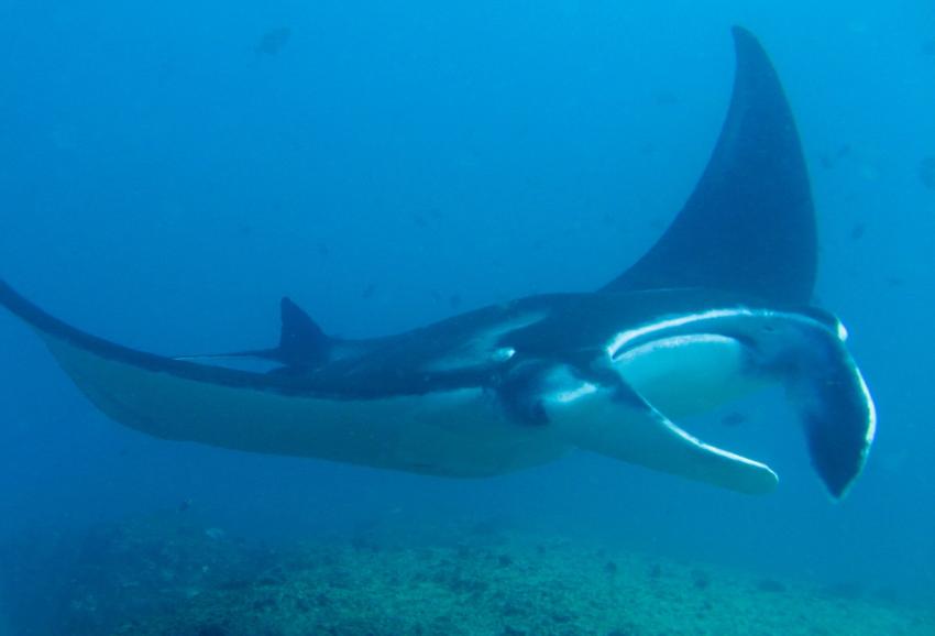 Manta Reef