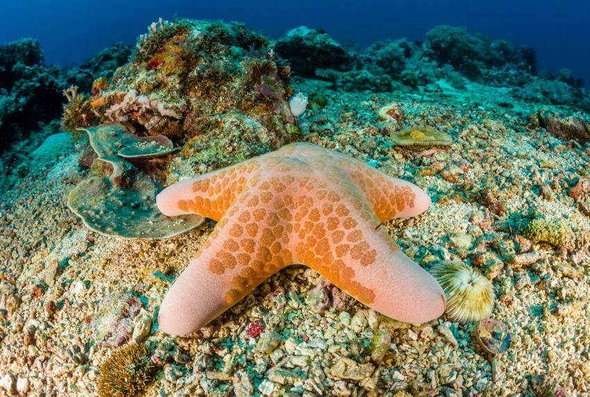 Petit Jorasses et Grandes Jorasses