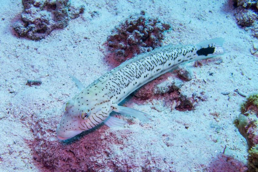 La Pointe de la Lezarde