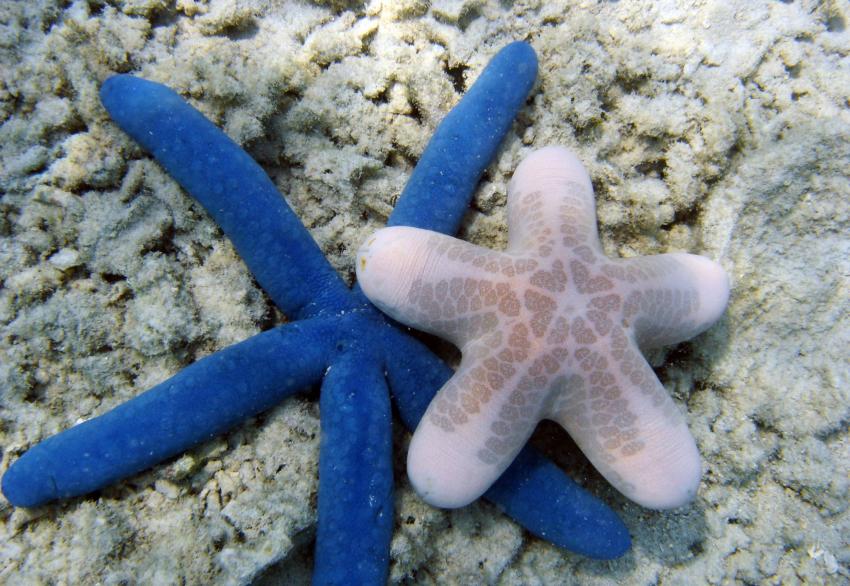 Prince John Housereef