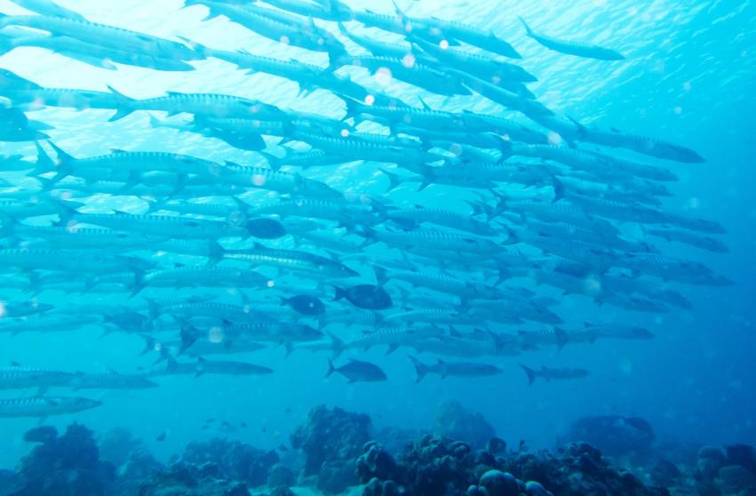 Pointe Barracuda (Guadeloupe)