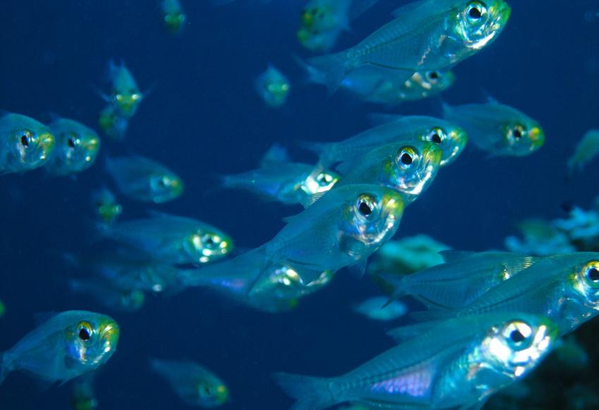 L'Augustin Fresnel II