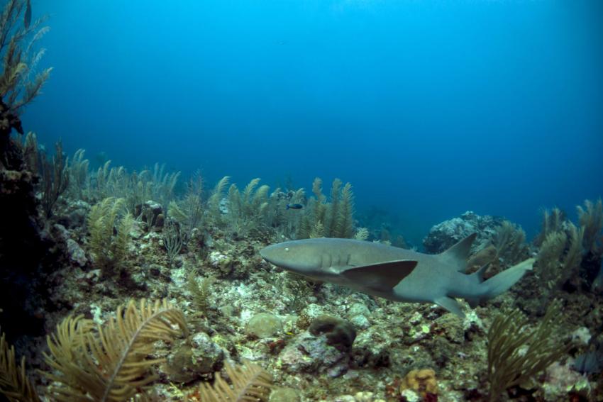 Shark Point (Bayahibe)