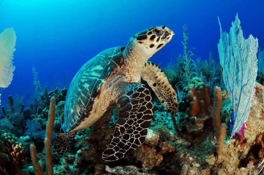 Turtle Reef