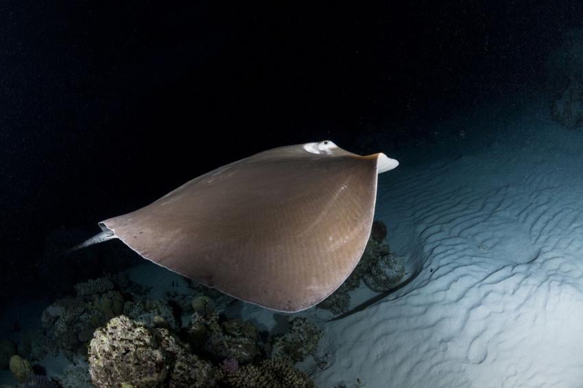 Stingray City (sandbars)