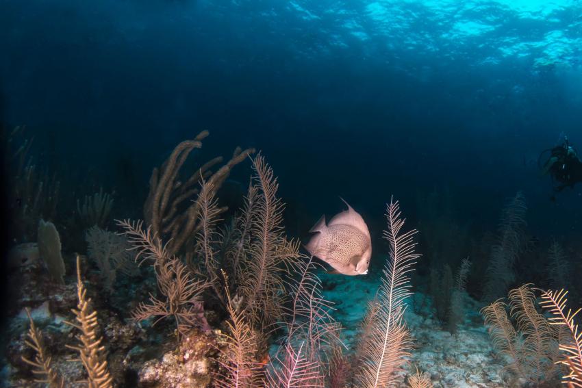 Angel Fish Reef