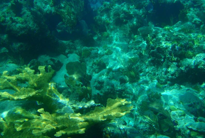 Lighthouse Wreck & Reef
