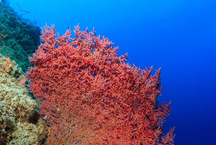 Chebeh Island