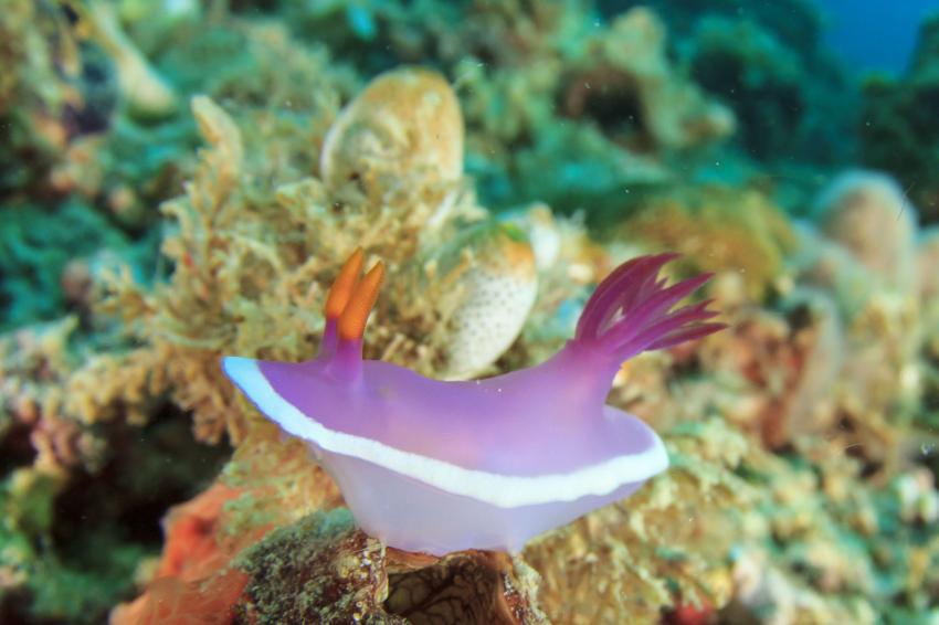 Tiger Reef, Tioman Island