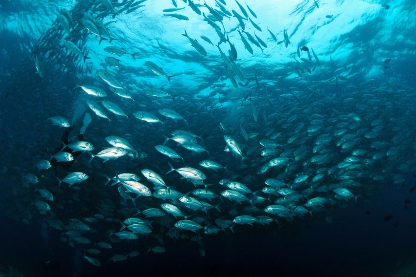 Soyak Island / Wrecks