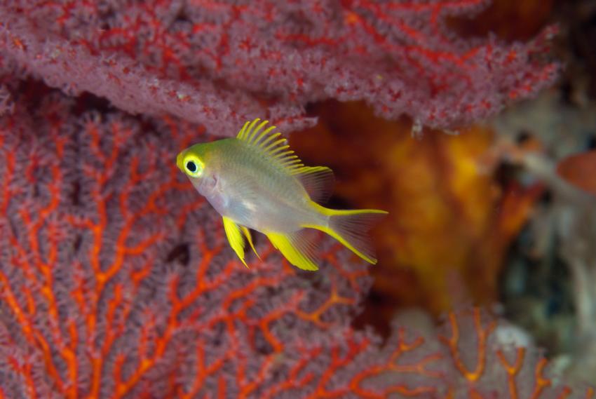 Murex House Reef (Bangka Island)