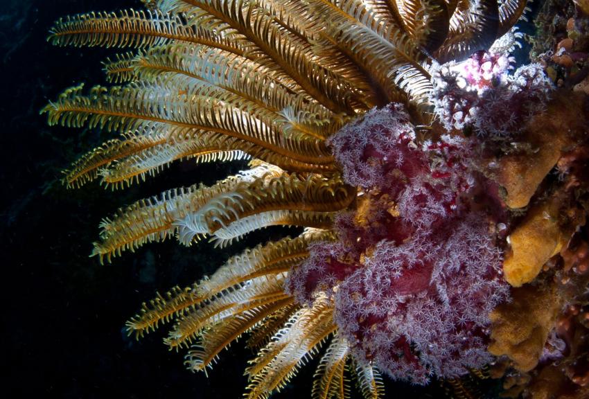 Batu Mandi (Bangka Island)