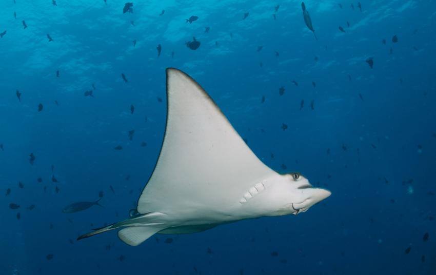 Palm Beach Madiriguraidoo Corner