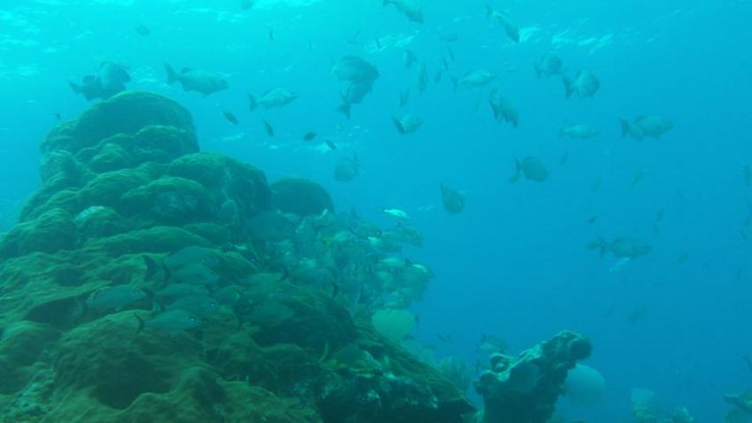 Canyones Shallow South