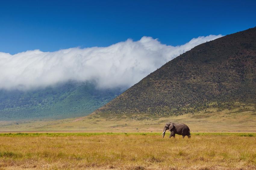 LIVEABOARD DIVING IN Kenya