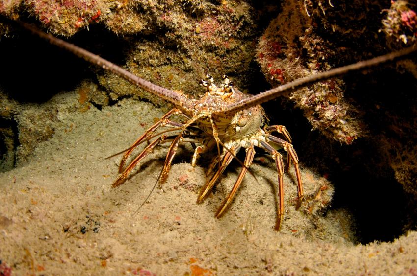 La Grotte aux Barracudas