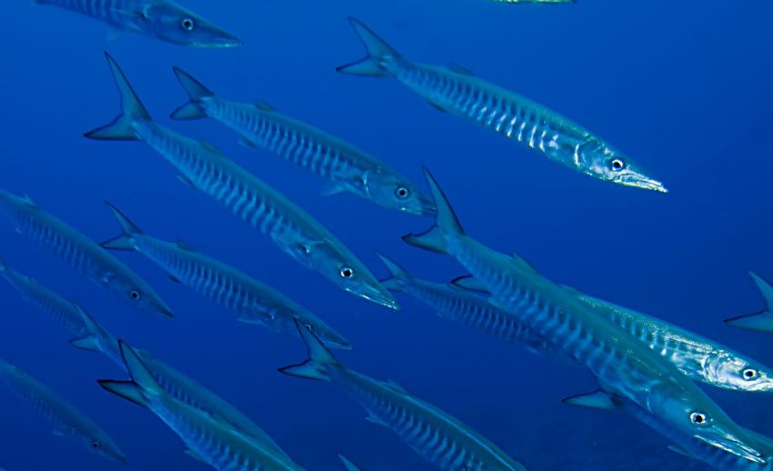 La Cathedrale (Port-Louis)