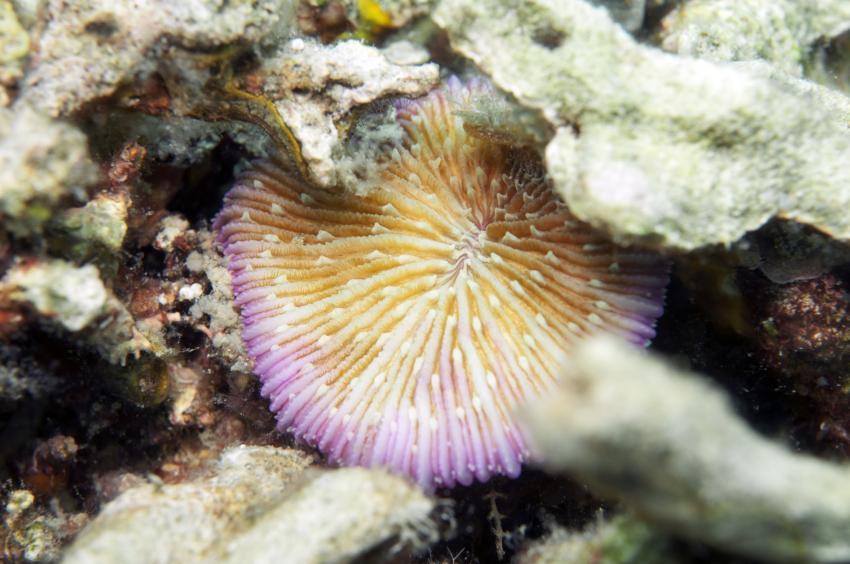 Bastianos House-Reef