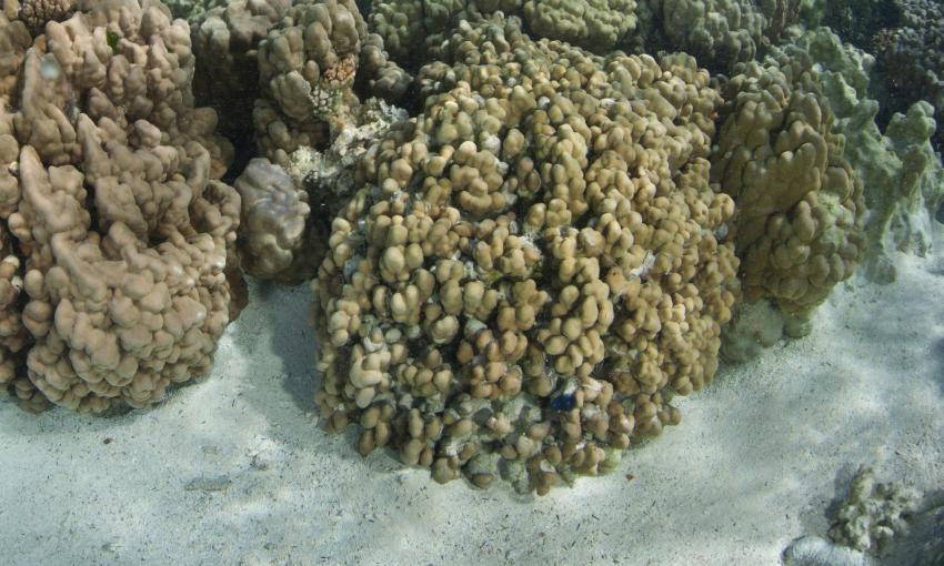 Les cheminees de Tetuatiare