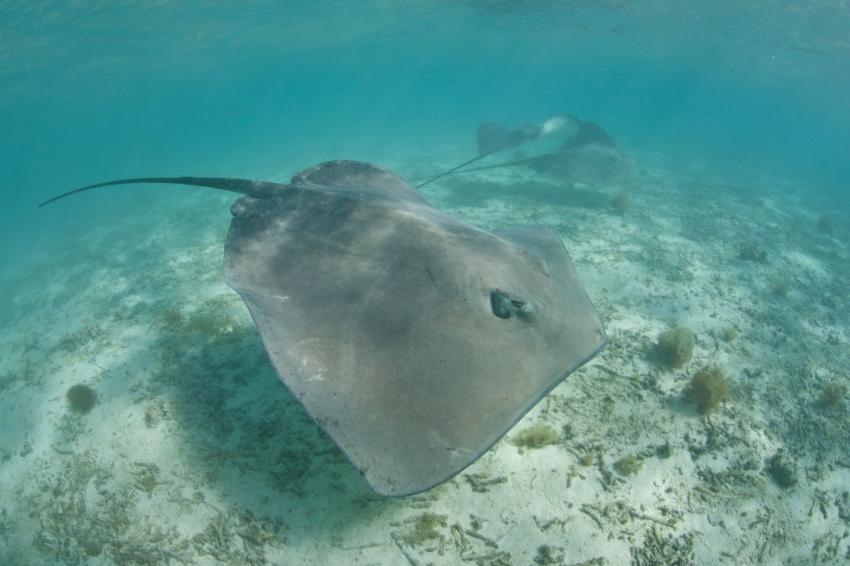 La passe de miri et Miripiti