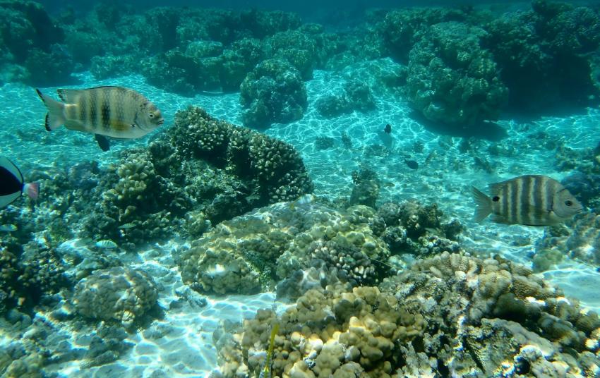 Le trou de la pieuvre