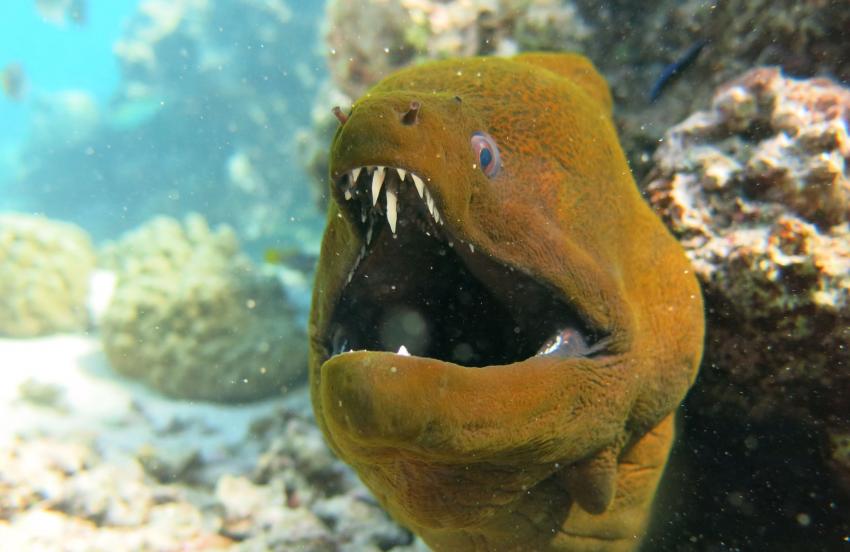 Moray eel Point