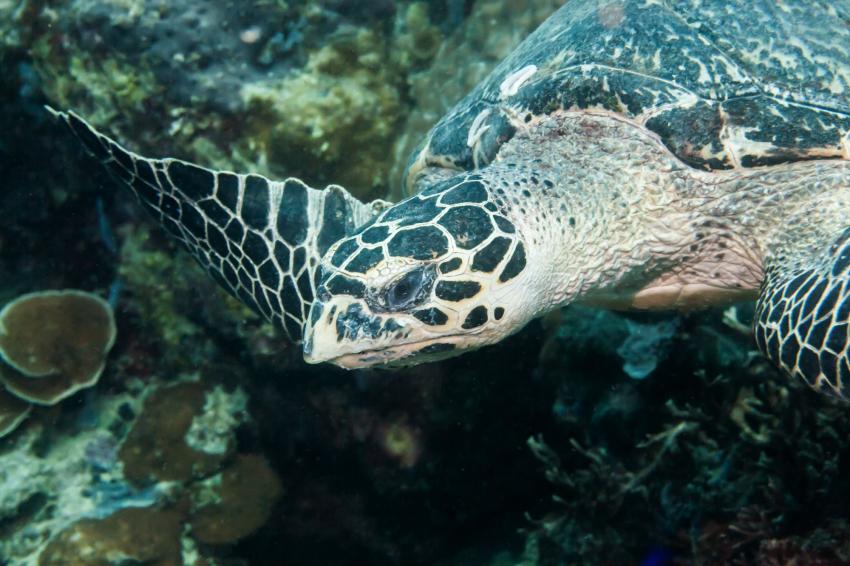 L'aquarium (Raiatea)