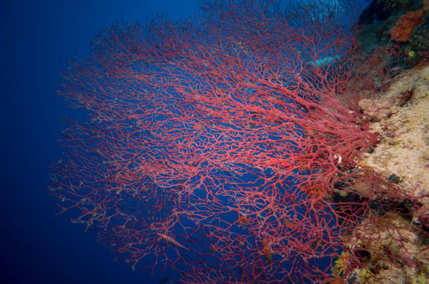 The Sea Fans