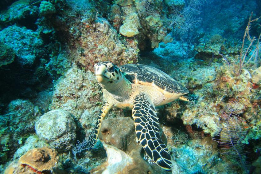 Hawksbill Reef
