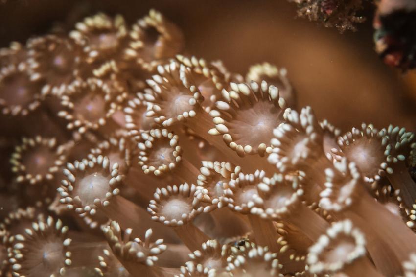 Soft Coral Plateu