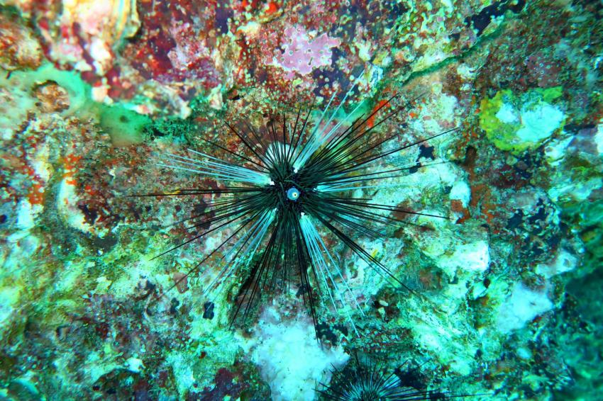 The Kled Gaeow Wreck