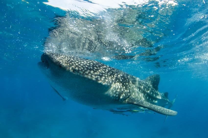 Holbox Whale Shark Tour