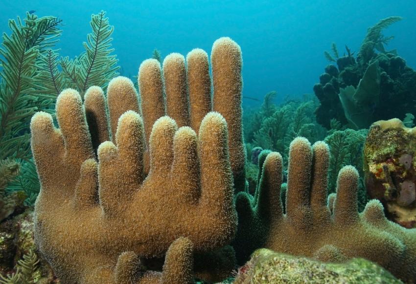 Pillar Coral