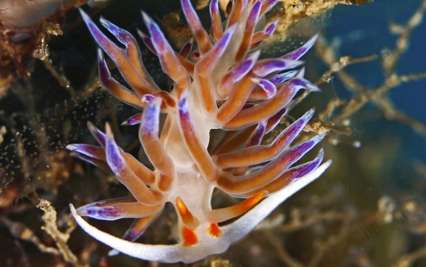 Sa Conillera (Isla Conejera)