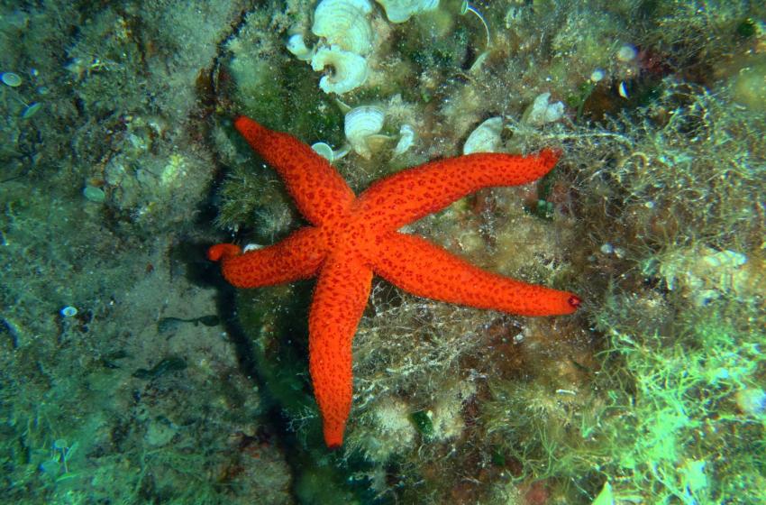El Hawi star Wreck