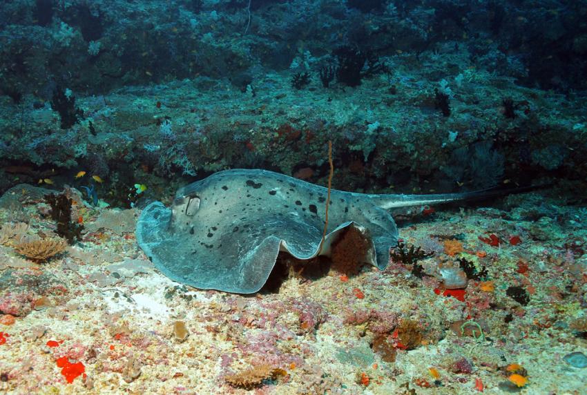South Male Atoll