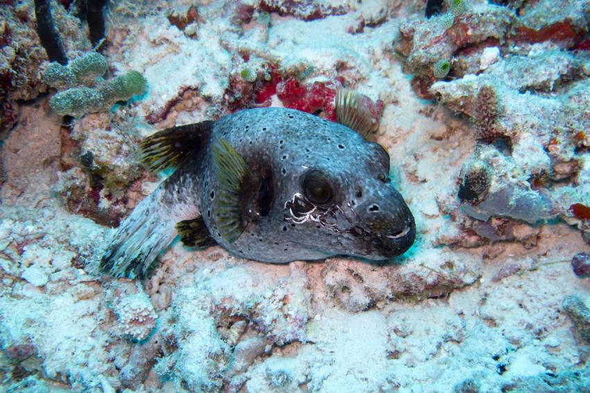 North Ari Atoll