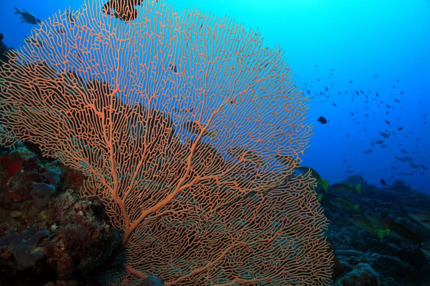 South Ari Atoll