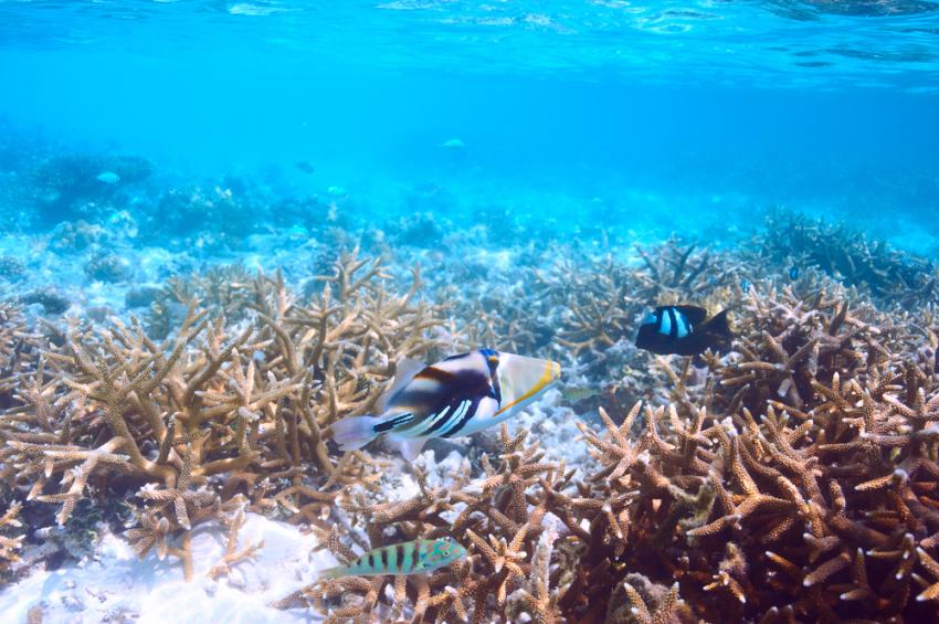 Vaavu Atoll