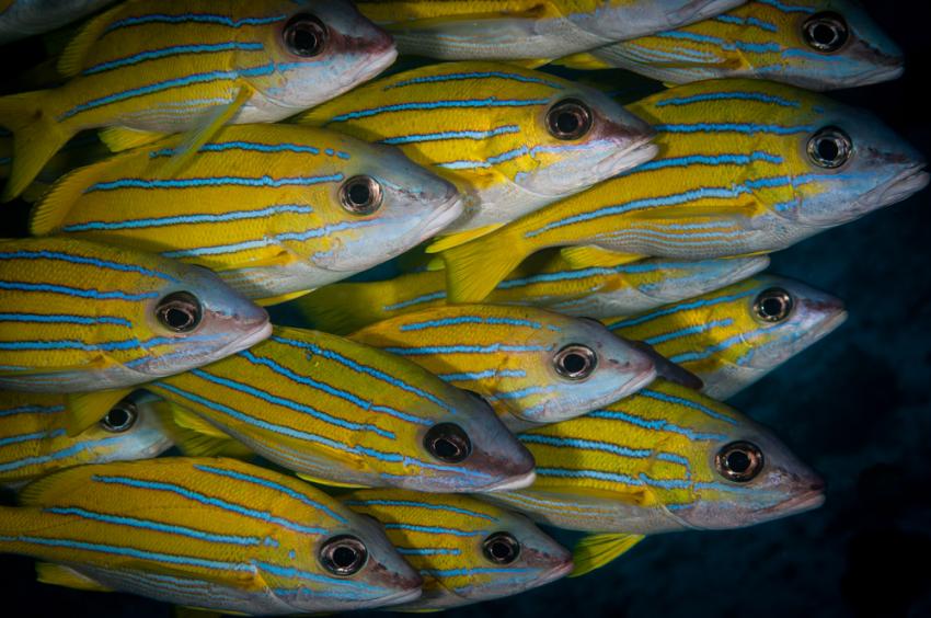 Raa Atoll