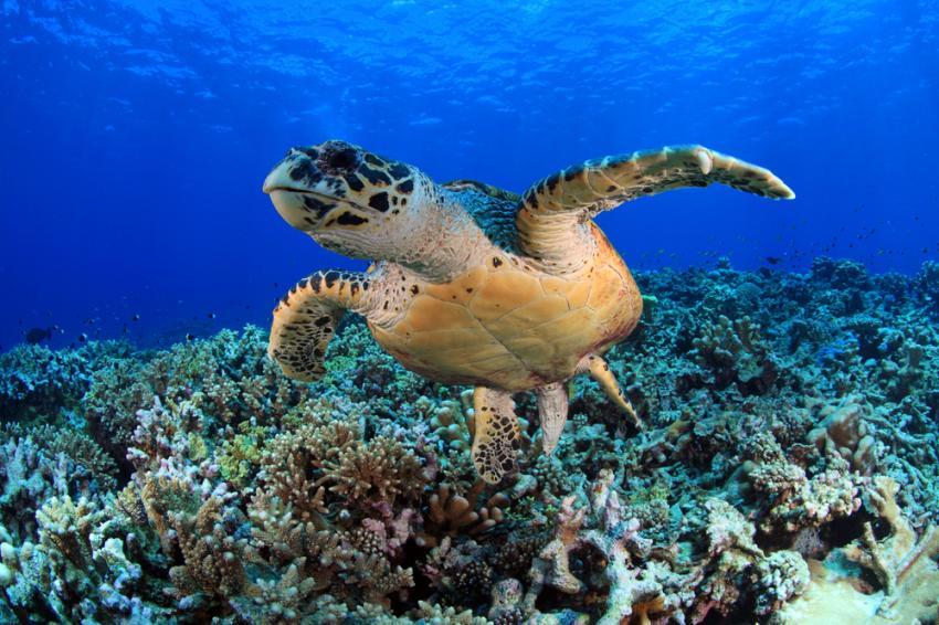 Lhaviyani Atoll