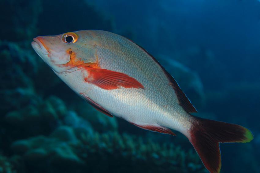 Meemu Atoll
