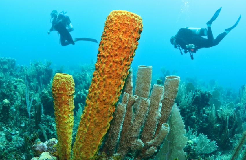 Long Caye Wall (Lighthouse Reef)