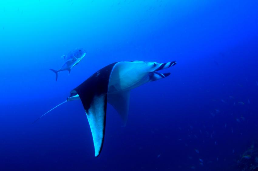 Manta Bowl Shoal