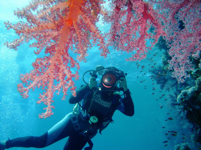 Jessie Beazley Reef