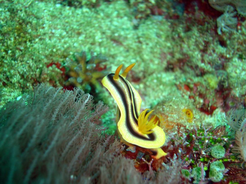 Nudibranch City